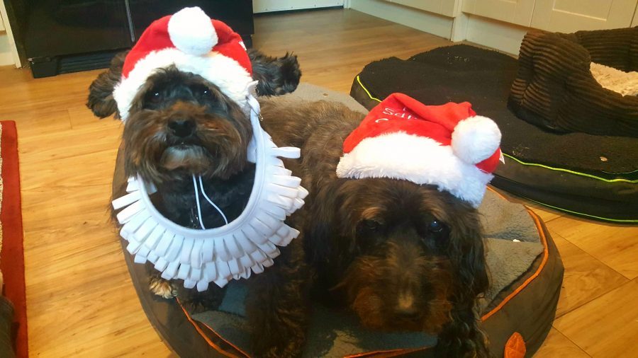 Photo of two dogs wearing santa hats