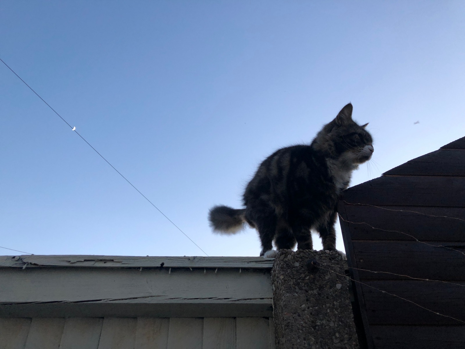 cat on rooftop