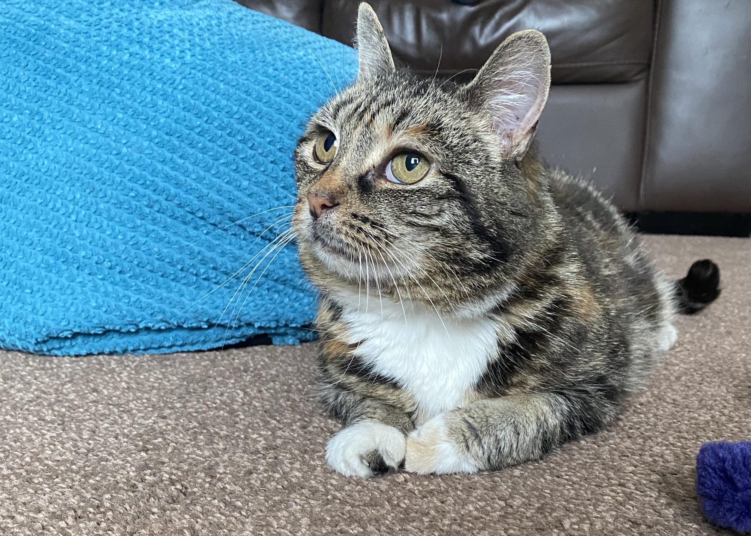 Beautiful cat on a carpet